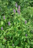 Agastache rugosa. Цветущее растение. Приморье, Сихотэ-Алинь, долина р. Заболоченная. 08.08.2012.