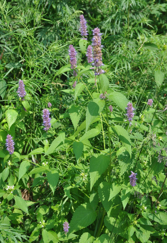 Изображение особи Agastache rugosa.