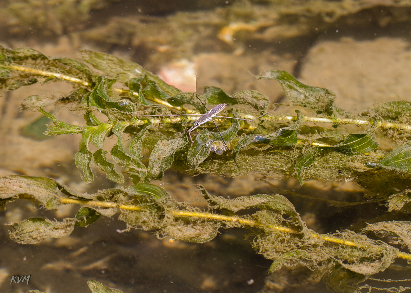 Изображение особи Potamogeton perfoliatus.
