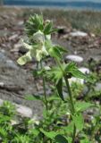 Stachys maritima. Верхушка цветущего растения. Абхазия, Гагрский р-н, г. Пицунда, пляж. 10.06.2012.