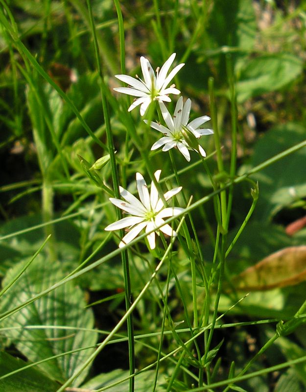 Изображение особи Stellaria graminea.