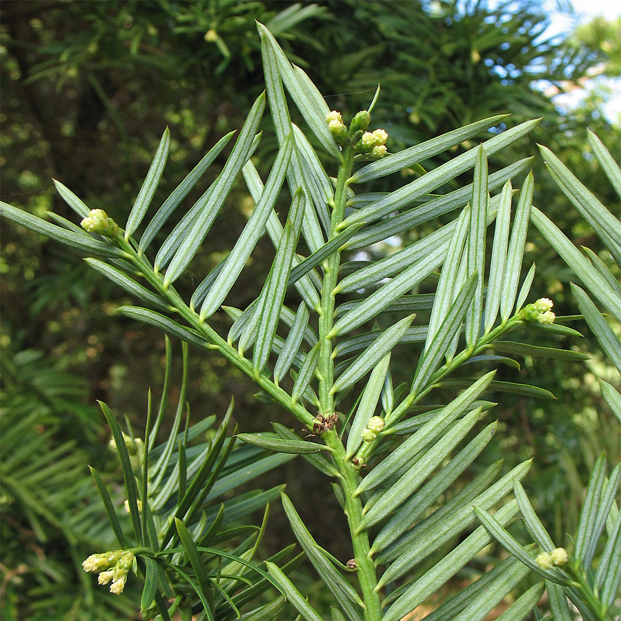 Изображение особи Cephalotaxus harringtonia.