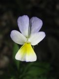 Viola × contempta