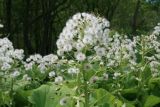 Petasites amplus