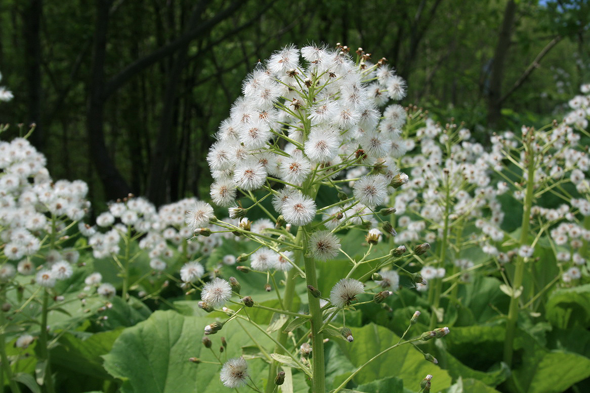 Image of Petasites amplus specimen.