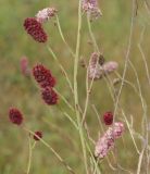 Sanguisorba tenuifolia