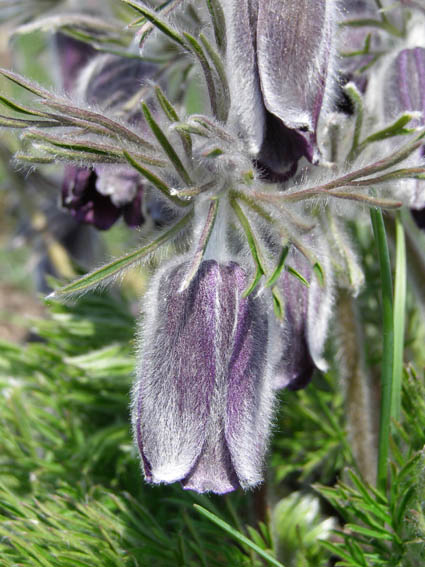 Изображение особи Pulsatilla ucrainica.