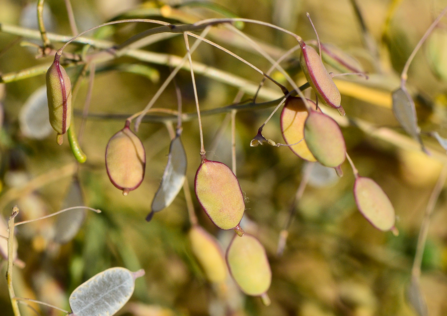 Image of Savignya parviflora specimen.