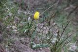 Tulipa suaveolens