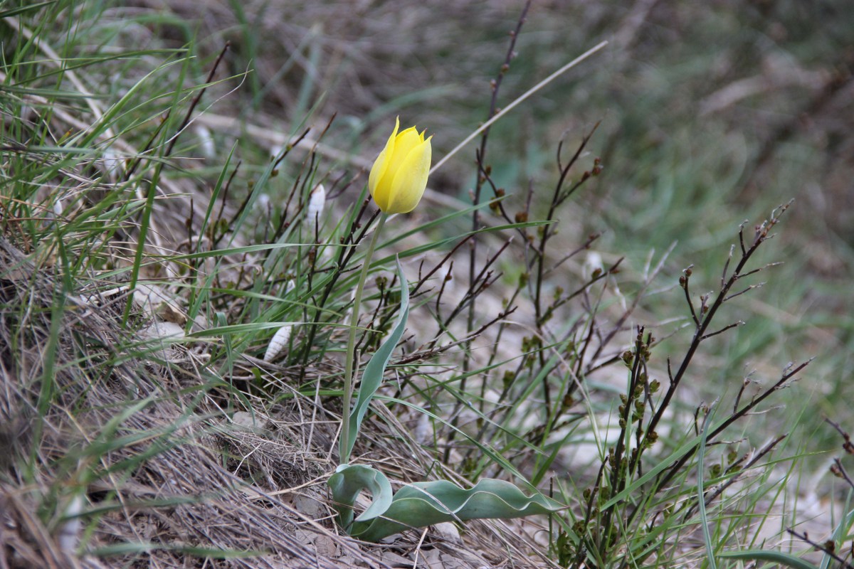 Image of Tulipa suaveolens specimen.