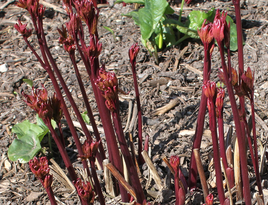 Изображение особи Paeonia lactiflora.