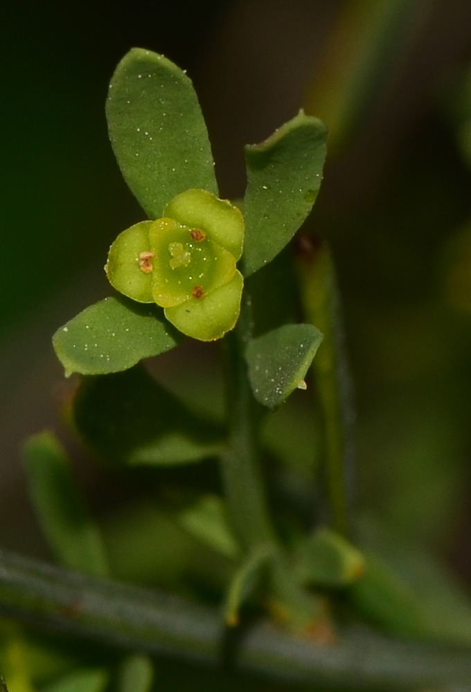 Image of Osyris alba specimen.