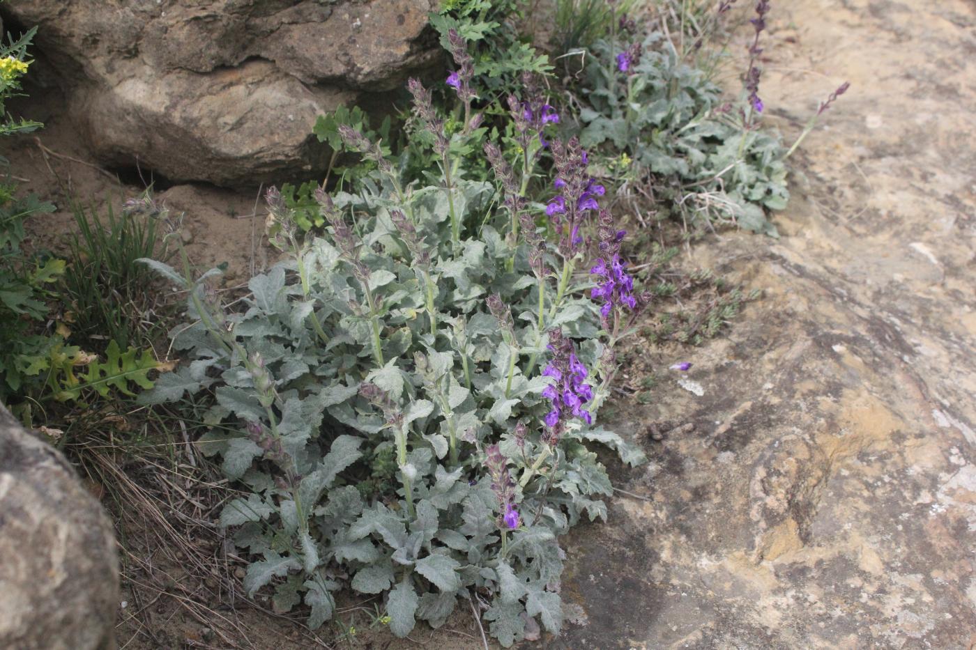 Изображение особи Salvia canescens.