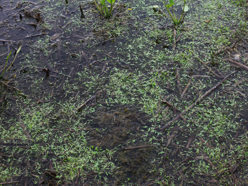 Изображение особи Alisma plantago-aquatica.