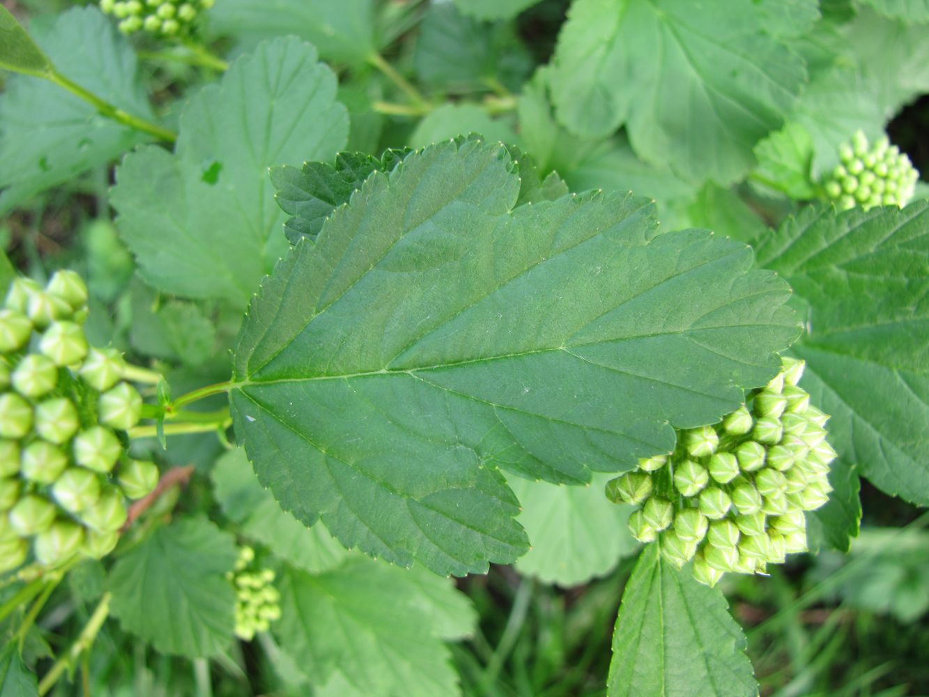 Изображение особи Physocarpus opulifolius.