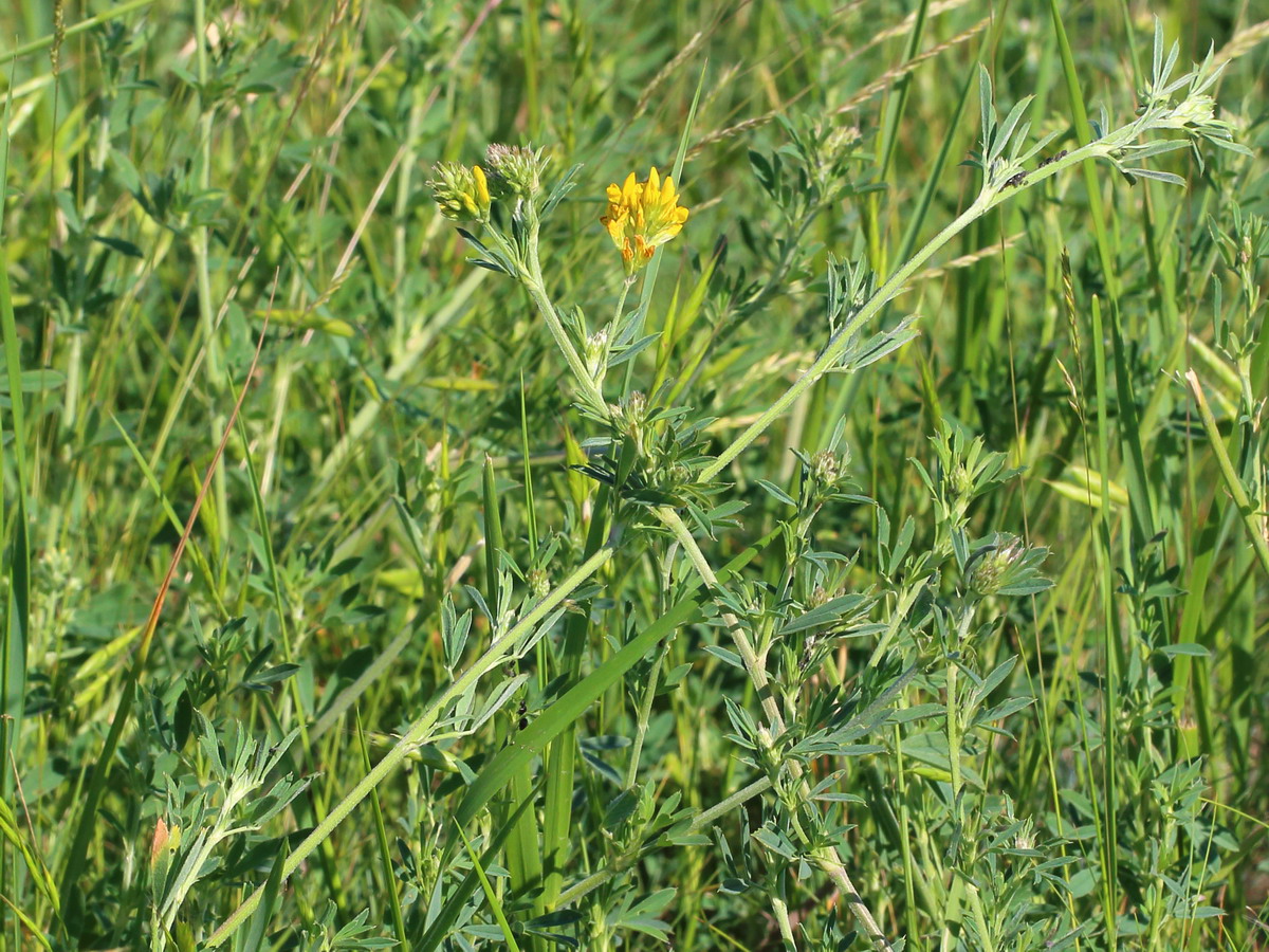 Изображение особи Medicago falcata.