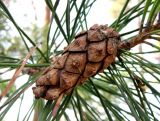 Pinus sylvestris subspecies hamata. Часть ветки с шишкой. Ставропольский край, г. Кисловодск, территория городского парка отдыха. 30.03.2013.