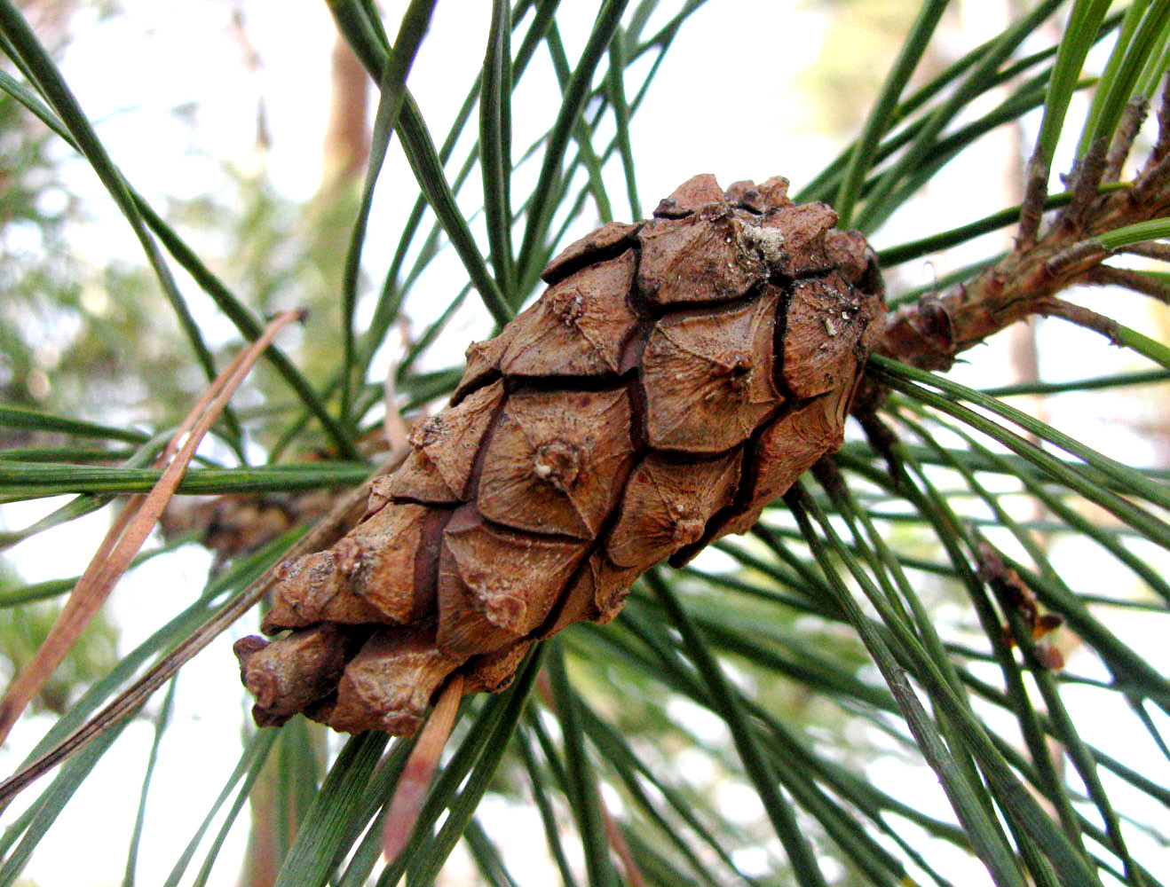 Image of Pinus sylvestris ssp. hamata specimen.