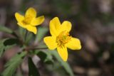 Anemone ranunculoides