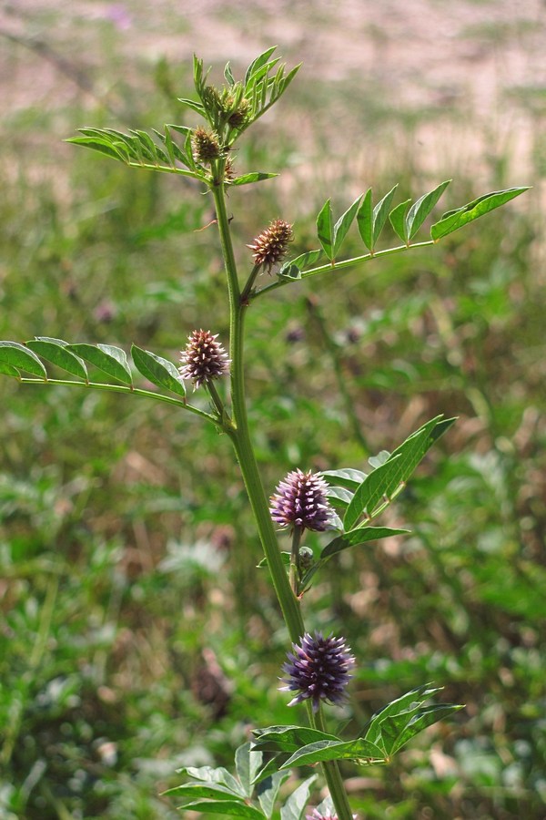 Изображение особи Glycyrrhiza echinata.