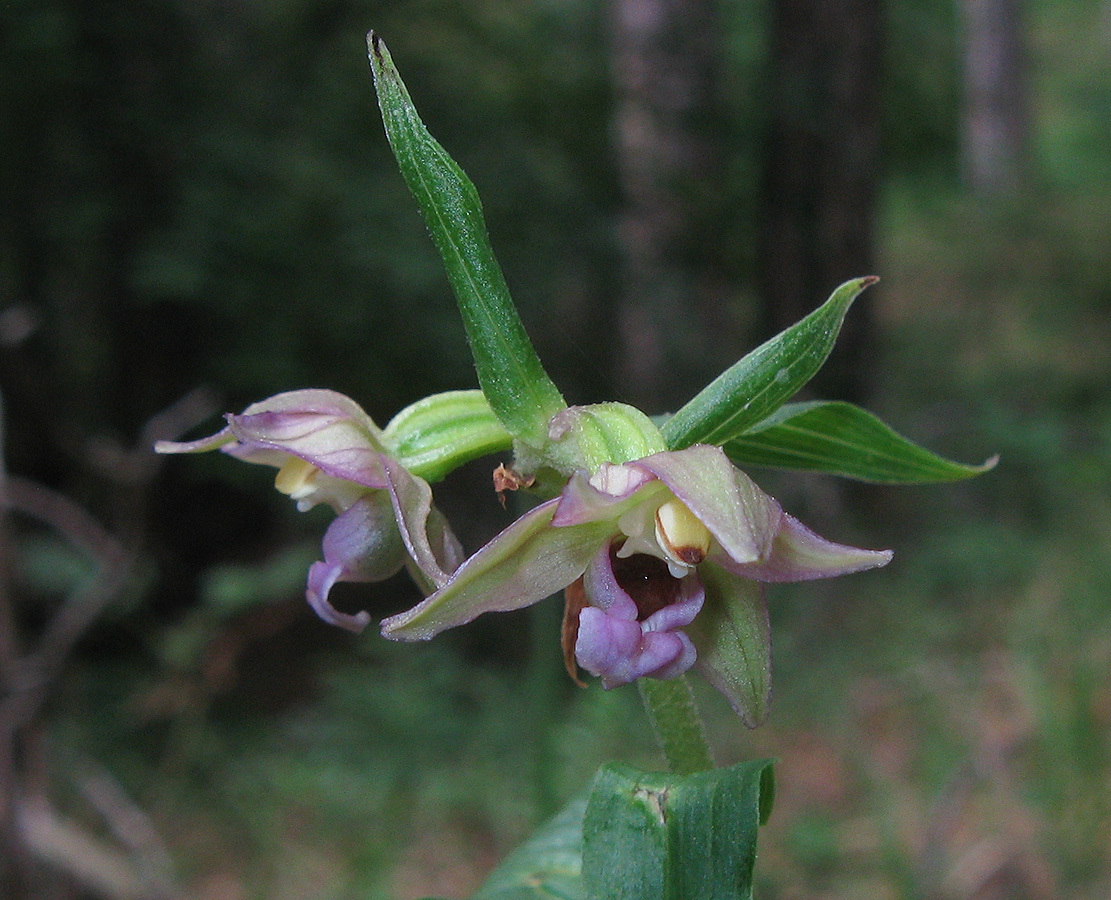 Изображение особи Epipactis helleborine.