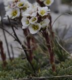 Saxifraga scardica