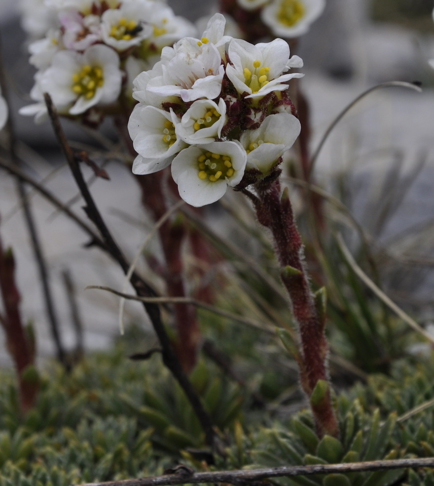 Изображение особи Saxifraga scardica.