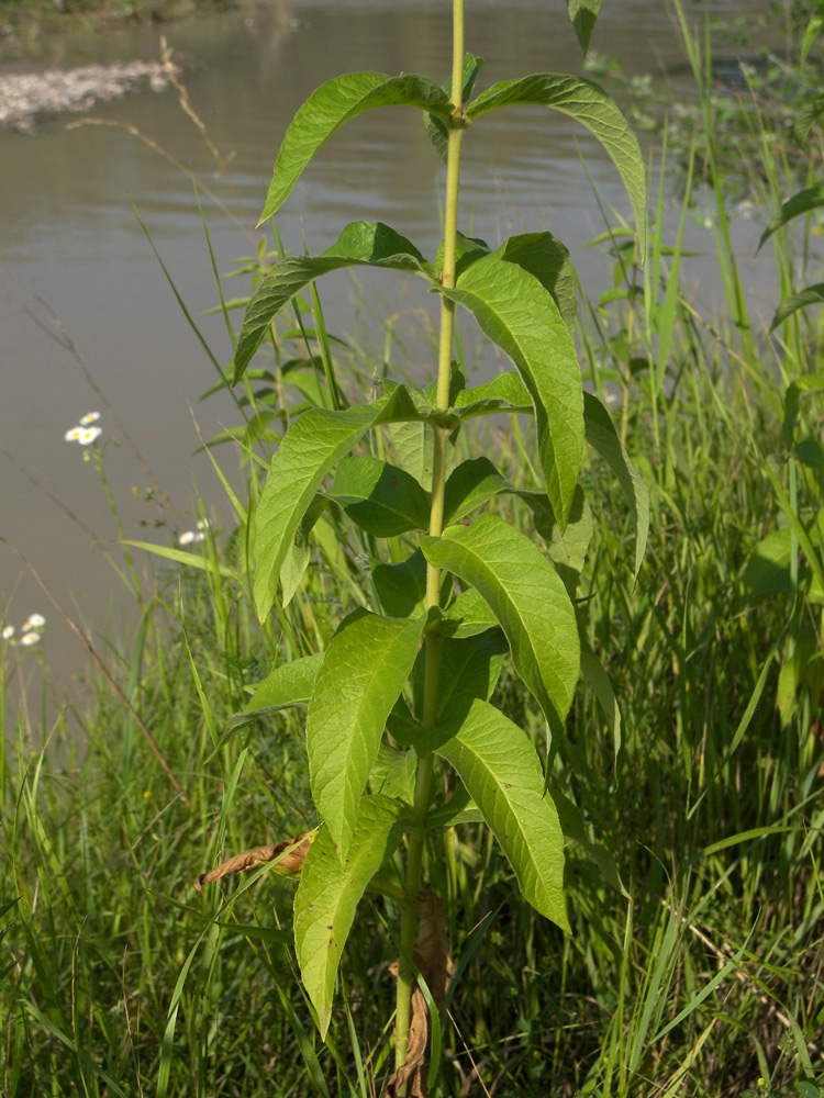 Image of Lysimachia vulgaris specimen.