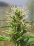 Cannabis sativa var. spontanea