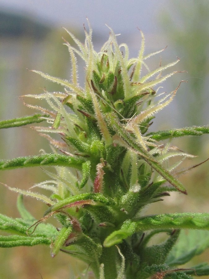 Изображение особи Cannabis sativa var. spontanea.