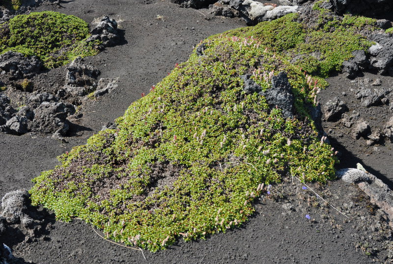 Image of Salix kamtschatica specimen.