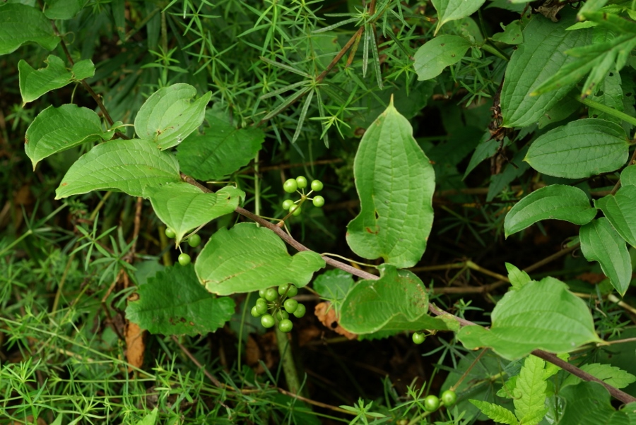 Image of Smilax maximowiczii specimen.