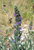 Echium vulgare