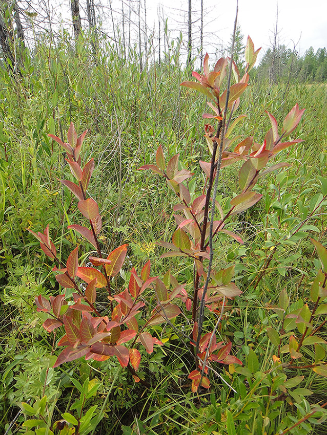 Image of Salix pseudopentandra specimen.