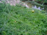 Asparagus officinalis