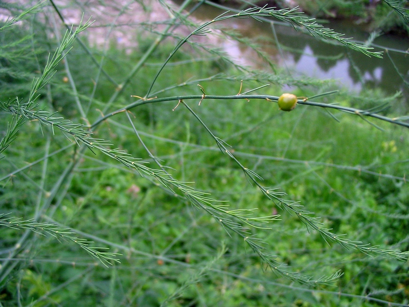 Изображение особи Asparagus officinalis.