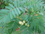 Sorbus domestica