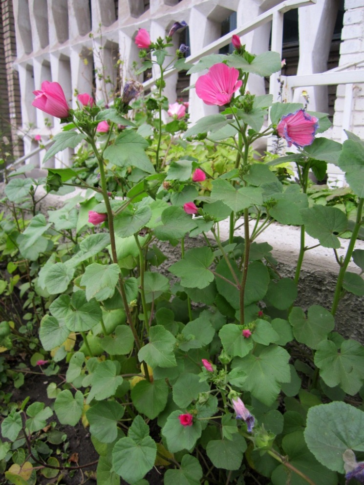 Image of Malva trimestris specimen.