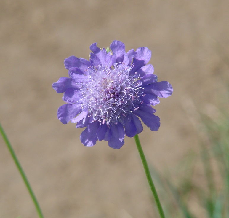 Изображение особи Scabiosa comosa.