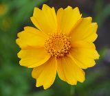 Coreopsis grandiflora