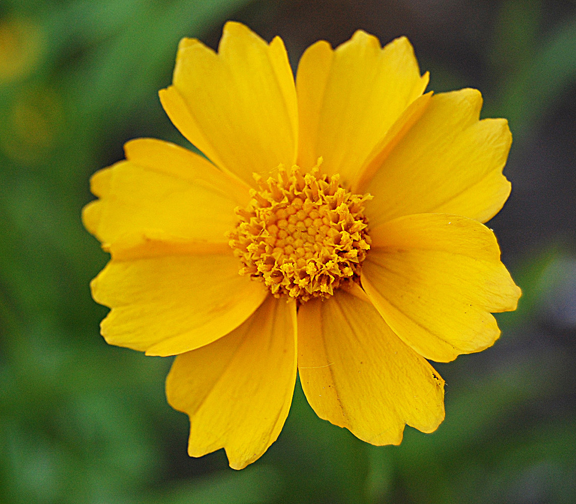 Image of Coreopsis grandiflora specimen.