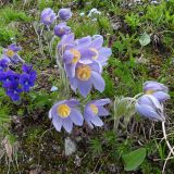 Pulsatilla patens