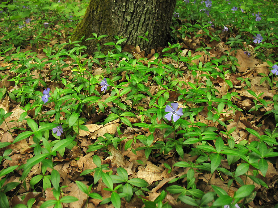 Image of Vinca minor specimen.
