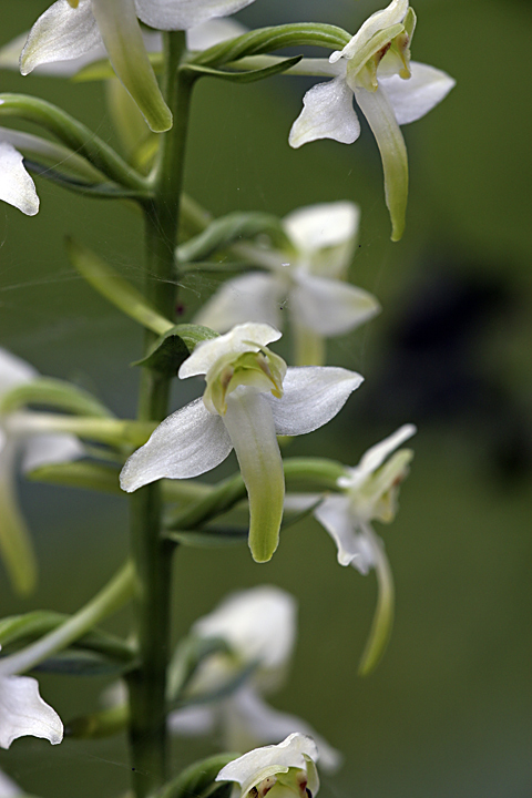 Изображение особи Platanthera chlorantha.