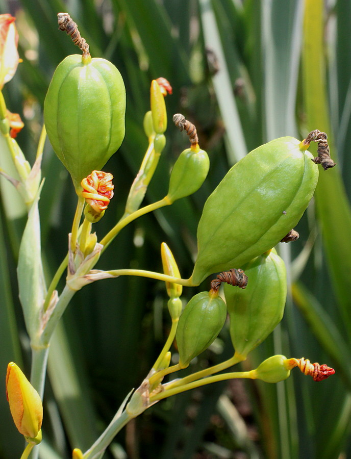 Изображение особи Belamcanda chinensis.