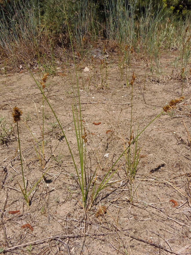 Image of Carex colchica specimen.