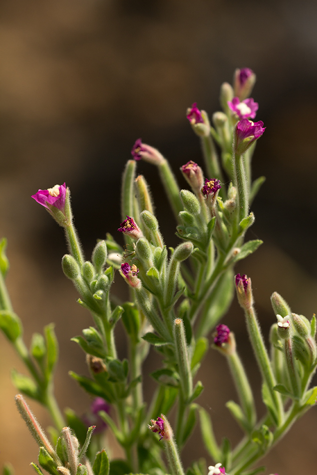 Image of Epilobium villosum specimen.