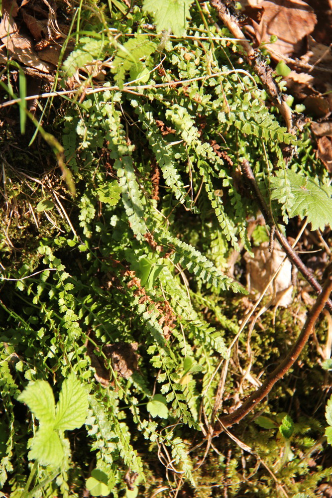 Изображение особи Asplenium viride.