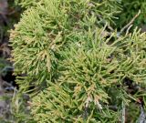 Chamaecyparis obtusa. Веточки ('Contorta'). Германия, г. Дюссельдорф, Ботанический сад университета. 02.03.2014.