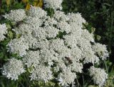 Смотреть изображение Heracleum dissectum